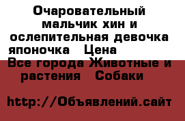Очаровательный мальчик хин и ослепительная девочка японочка › Цена ­ 16 000 - Все города Животные и растения » Собаки   